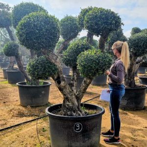 Olivier boule numéro 9