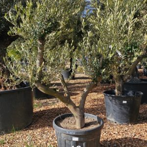 Olivier numéro 39 (Copie)