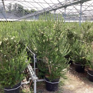 Myrtus communis tarantina 130/150 cm