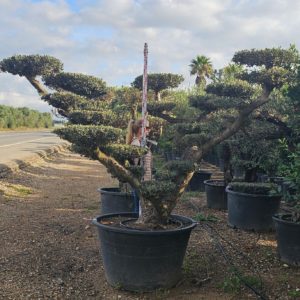 Olivier numéro 8. Arrivage mi-avril.